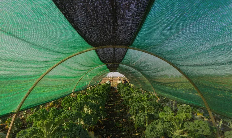 20261014 Agricultural Shade Nets.png